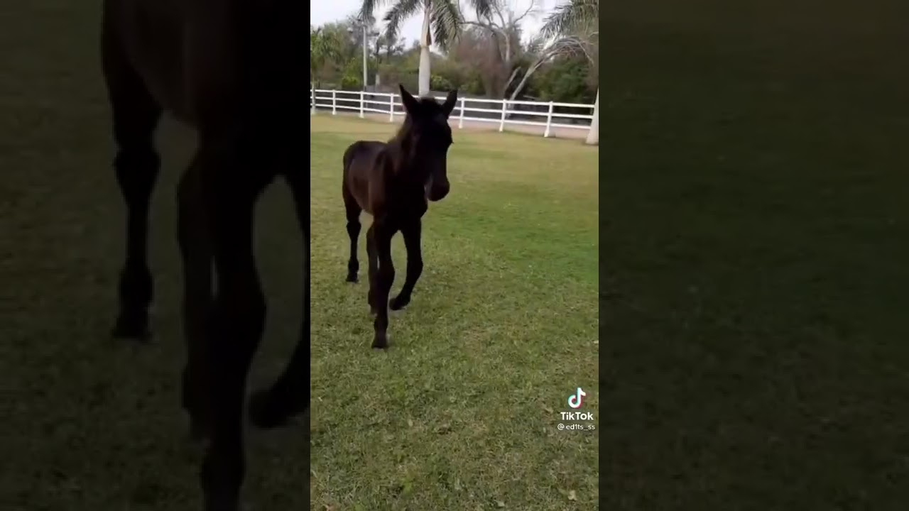 Black horse glow up #paint  #blackhorseglowup