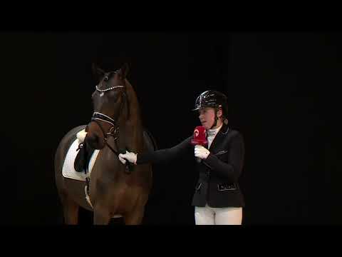 FS Clarimo | Hengstschau 2022 | Ferienhof Stücker