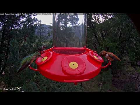 Species Diversity Ramping Up In West Texas – July 31, 2017