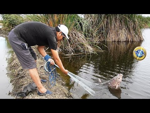 Incredible catches of Big Tilapias in 4K