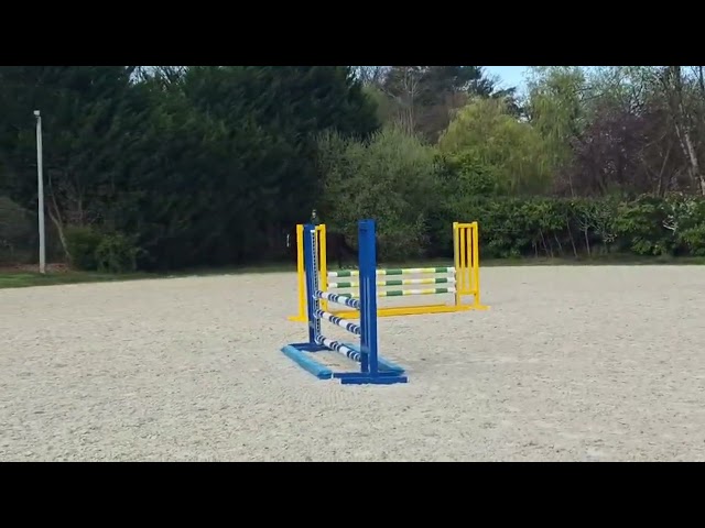 Ruin Selle Fran&ccedil;ais Te koop 2022 Donker bruin / bai ,  UNANIEM (NLD)