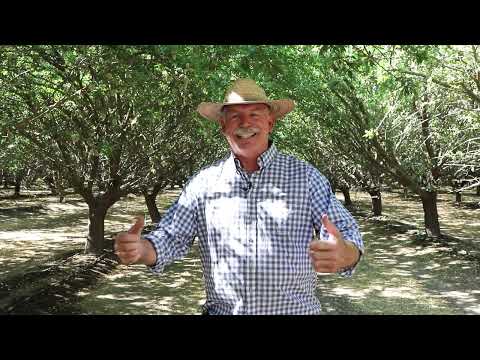 California almond farmer uses partial root drying method to water almond trees