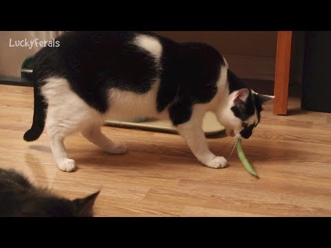 Do Cats Like Green Beans? Part 2 - Splash And The Green Bean