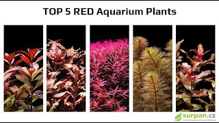 TOP 5 RED Aquarium Plants for your Aquarium | SURPAN.cz