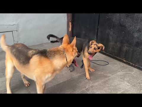 Moxie von Moers+", an adoptable German Shepherd Dog Mix in Los Angeles, CA_image-1
