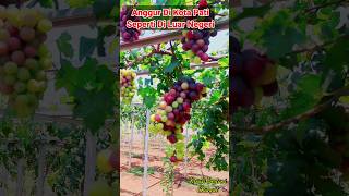 Download lagu Grapes in Pati City Feel Just Like Overseas #diarafarm mp3
