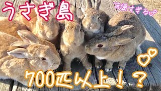 【大久野島】うさぎ島へ行ってきた！【広島観光】