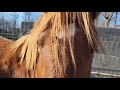 Holidays with Horses!-Part 1: ORION ATTACKS BAG!!!¡