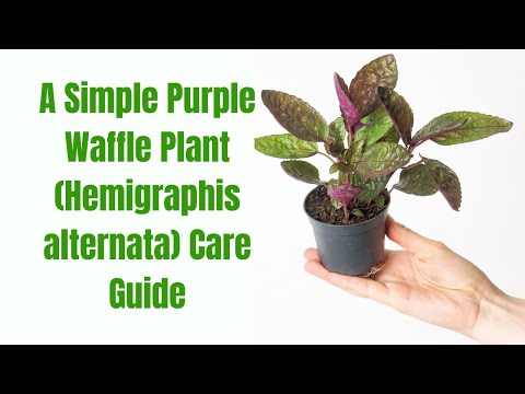 The Ultimate Purple Waffle Plant (Hemigraphis alternata) Care Guide: Tips and Tricks
