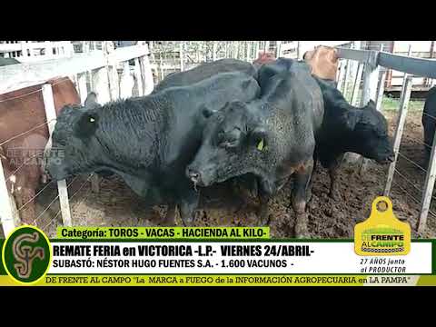 DE FRENTE AL CAMPO junto al SECTOR PRODUCTIVO - REMATE NHF S.A. -24/ABRIL -VICTORICA - PARTE 1 -