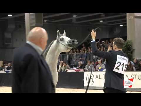N 215 PSYCHE KERET   Verona 2015   Stallions 4 6 years old Class 10
