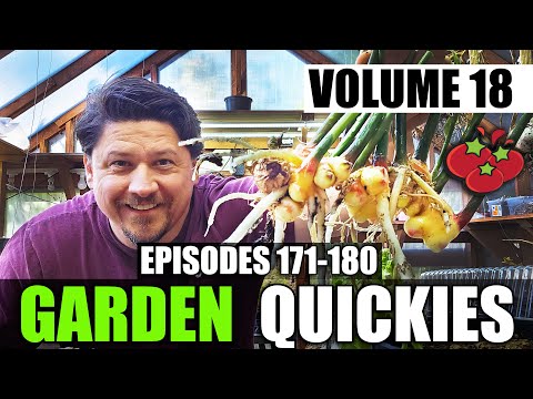 Strawberry Plant Revival Make More And More Strawberry Plants