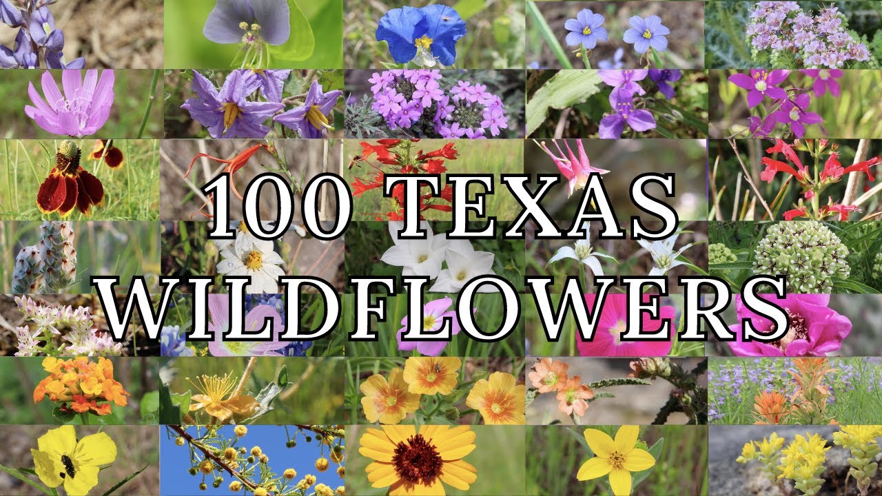 100 Texas Wildflowers