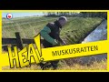 HEA! Muskusratten vangen