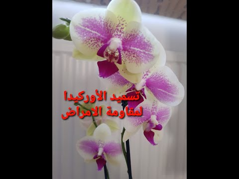 , title : 'لأوركيدا Orchid أكثر مقاومة للأمراض استخدمي هذا السماد الطبيعي 🌸'