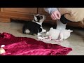 Welsh Corgi Pembroke dogs for sale: Angel - Video 1