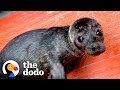 Orphaned Baby Seal Barks At Anyone Who Tries To Clean Her Bathtub | The Dodo