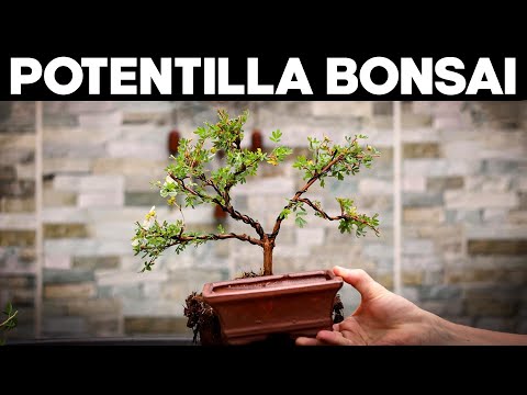 How to Make Bonsai from Potentilla🌼*EASY*