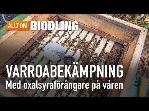 Varroabekämpning med oxalsyraförångare på våren - Bihälsa