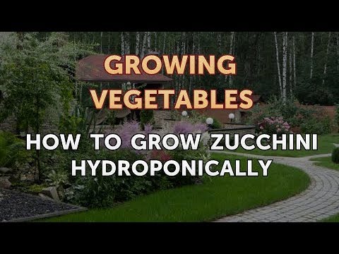 When to Pick Hungarian Hot Wax Peppers