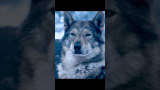 Alpha: A Wolf’s Loyalty and Sacrifice | The Unbreakable Bond 🐺💔