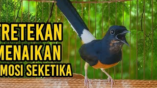 Download lagu Pancingan Suara Tretekan Murai Batu Emosi Tinggi, Bikin Murai yang Dengar Ikut Bunyi Ngotot mp3 Download lagu Pancingan Suara Tretekan Murai Batu Emosi Tinggi, Bikin Murai yang Dengar Ikut Bunyi Ngotot mp3