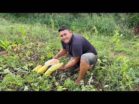 JOÃO FOI NA ROÇA DO VIZINHO BUSCA CAXI