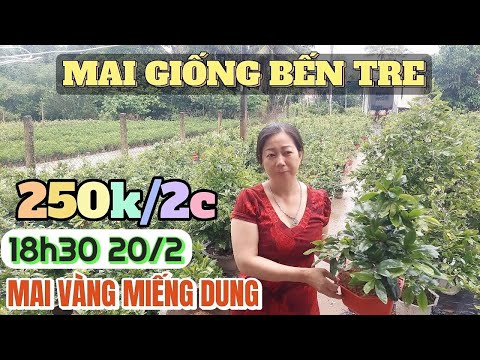 20/2 🔴Vườn Kiểng hơn 35 giống Bến Tre bao rẻ 250k/2c bonsai đẹp vườn cây kiểng mai vàng Miếng Dung