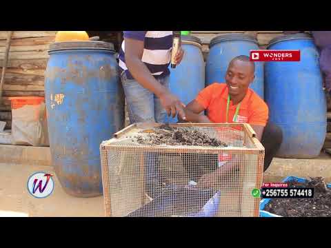 YINO ENSIGO GYABASIGA OKULUNDA ENVUNYU OBADDE OGIMANYI?