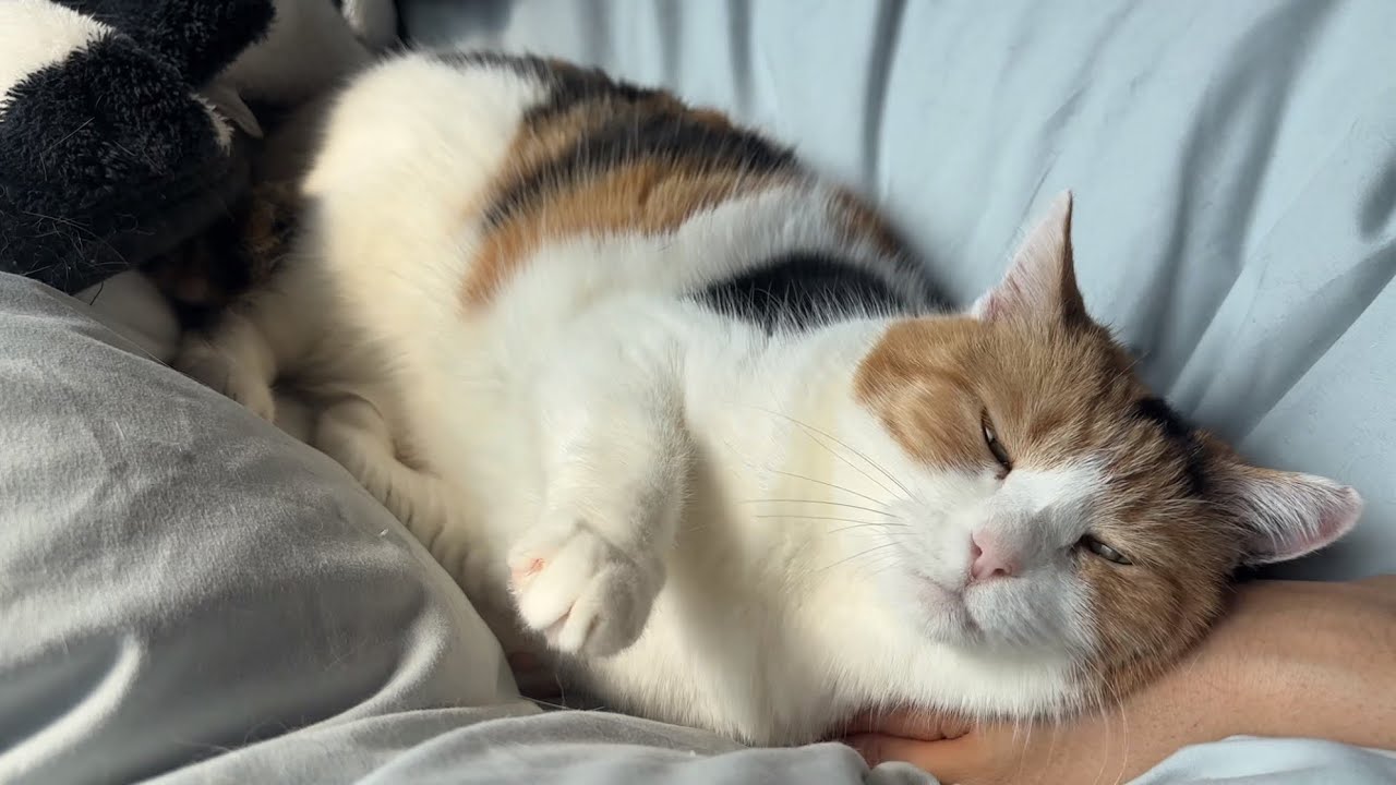 【三毛猫】昼寝をしていたら私が来たので甘えることにしたミケ（2026年4月3日）