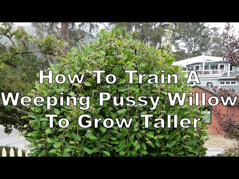 How To Train A Weeping Pussy Willow To Grow Taller / Joy Us Garden