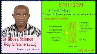 Transport in flowering plants structured questions