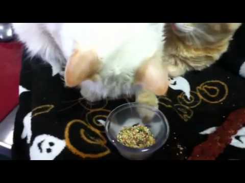 our cats eat bird seed when sick!