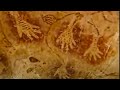 Prehistoric Rock Art | Expedition Borneo | BBC Studios