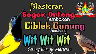 Download lagu Masteran Sogok Ontong Bahan Tembakan Ciblek Gunung Sambung Wit Wit Wit mp3 Download lagu Masteran Sogok Ontong Bahan Tembakan Ciblek Gunung Sambung Wit Wit Wit mp3