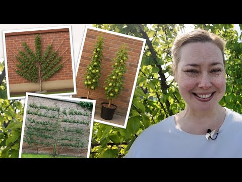 Easy Fruit Tree Training - Espalier, Fan, and Cordon Step By Step