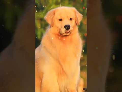 Auuuu late coração cachorro late coração #shorts #capcut #musica