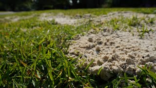 Get It Growing: Here’s how to fill holes in your lawn