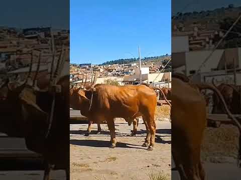 76 carro de boi. São Pedro da União.MG /05/05/2024