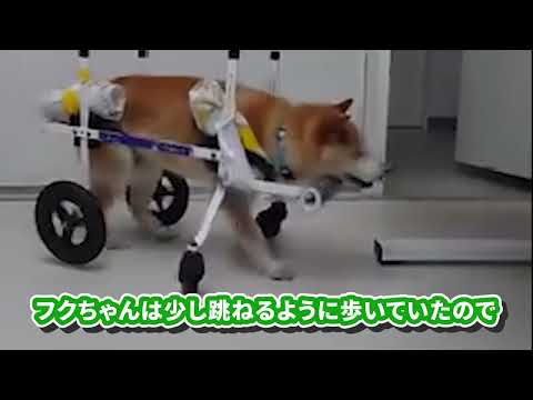 フウ君とクウちゃん 兄弟で犬用車いす使用中