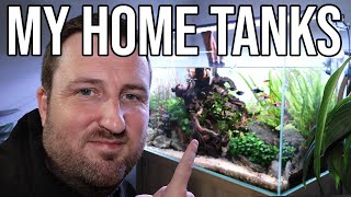 I've Spent 3 Years With 4 Fish Tanks, Is It A SUCCESS?