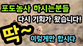#샤인머스켓재배기술 #귀농귀촌농업농사 #비닐대형시설비가림하우스 #봄시작거름약영양제살포