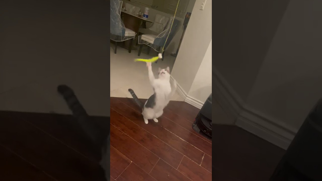 Enlarge Donald, a ADOPTABLE American Shorthair in North Hollywood, CA video 4/4
