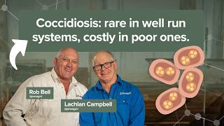 The truth about coccidiosis: rare in well run systems, costly in poor ones.