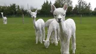 preview picture of video 'Talking alpacas are off to catch the bus'