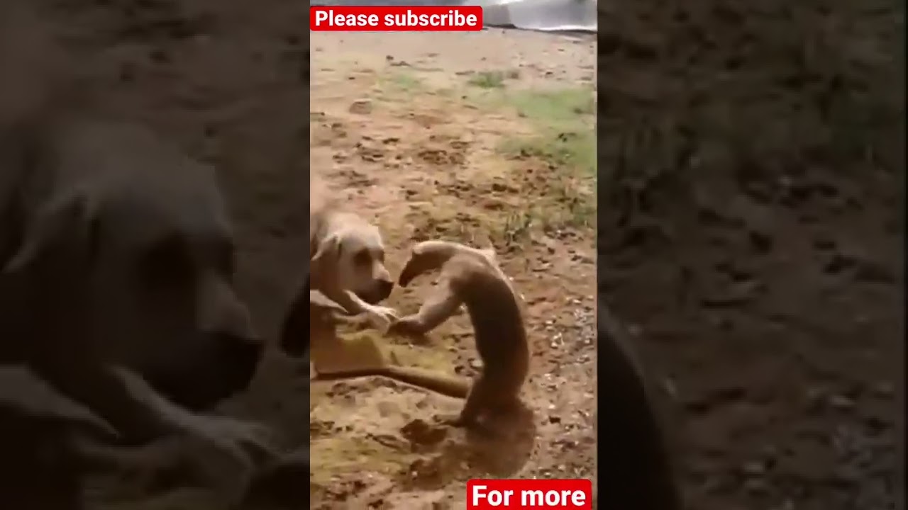 Ant eater vs dog: Ant eat uses self defense tactics on big dog #shorts #animallover #dogs #