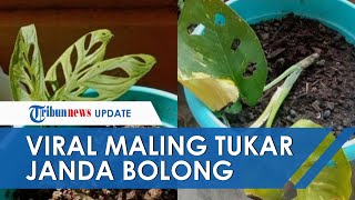 Download lagu Viral Aksi Maling Tukar Janda Bolong Jadi 'Janda Bohong', Dilubangi Sendiri oleh Pelaku agar Mirip mp3 Download lagu Viral Aksi Maling Tukar Janda Bolong Jadi 'Janda Bohong', Dilubangi Sendiri oleh Pelaku agar Mirip mp3