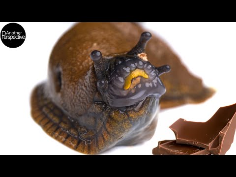 Slug eat Chocolate
