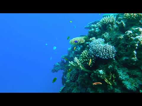 4K STUNNING UNDERWATER WONDERS OF THE RED SEA - COLORFUL MARINE LIFE