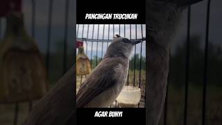 Download lagu Pancingan Trucuk gacor #trucukan #trucuk #ropeltrucukan #shortsvideo #fyp #kicaumania #birds mp3